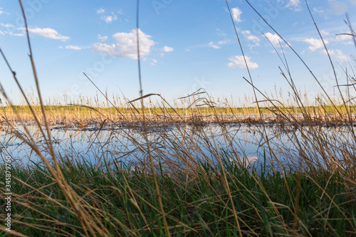 Landscape of a swampy reservoir