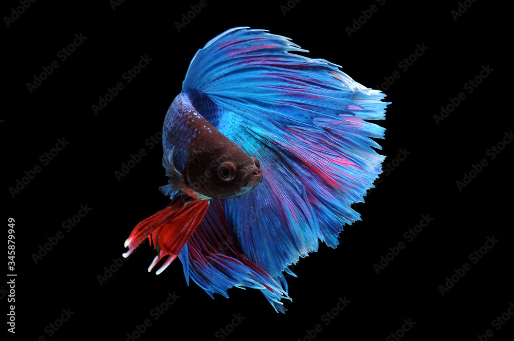 Obraz premium Betta fish, siamese fighting fish, betta splendens isolated on black background, fish on black background, Multi color Siamese fighting fish,