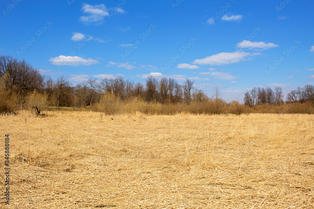 Field of yellow dry grass, trees in the background and a blue sky with white clouds. Field of yellow dry grass, trees in the background and a blue sky with white clouds.