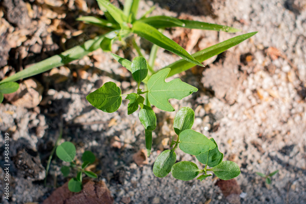 Baby plants growing in germination sequence on fertile soil with natural green Baby plants growing in germination sequence on fertile soil with natural green