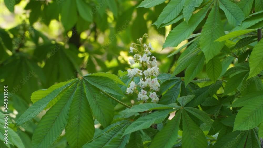 Blooming chestnut. Slow motion video