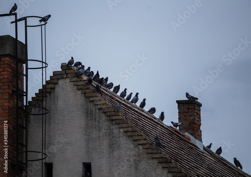 chimney on the roof with pidgeons photo