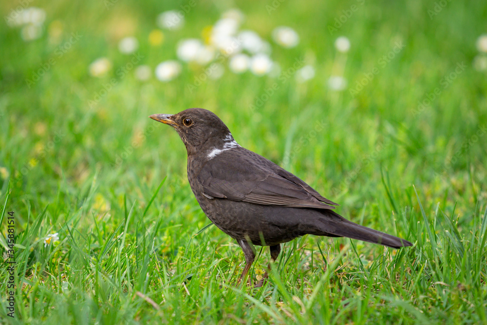 A young, common blackbird/Eurasian blackbird hunting in green meadow A young, common blackbird/Eurasian blackbird hunting in green meadow