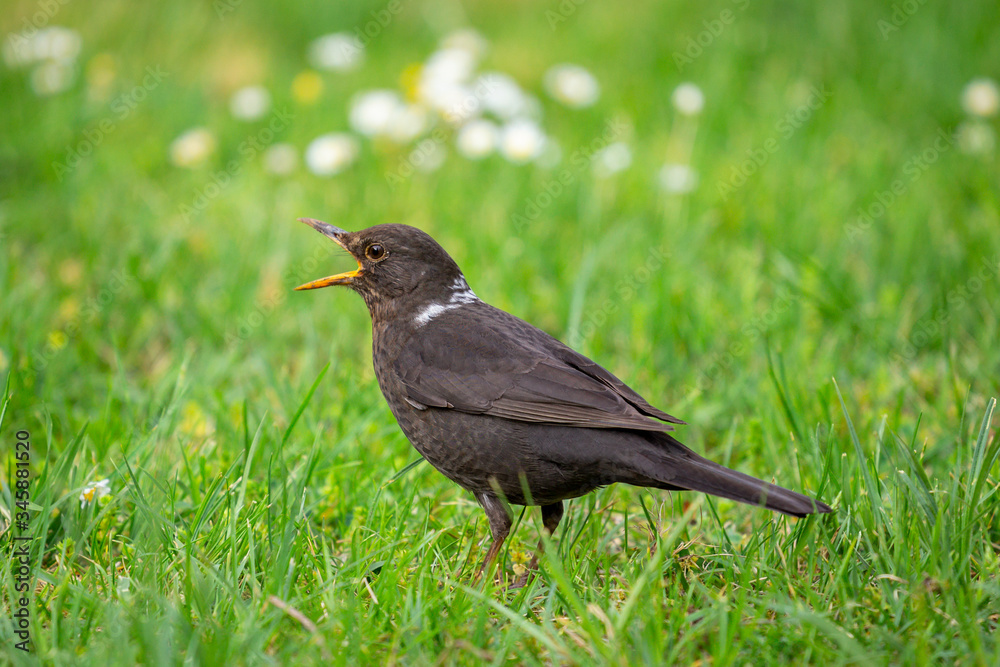 A young, common blackbird/Eurasian blackbird hunting in green meadow A young, common blackbird/Eurasian blackbird hunting in green meadow