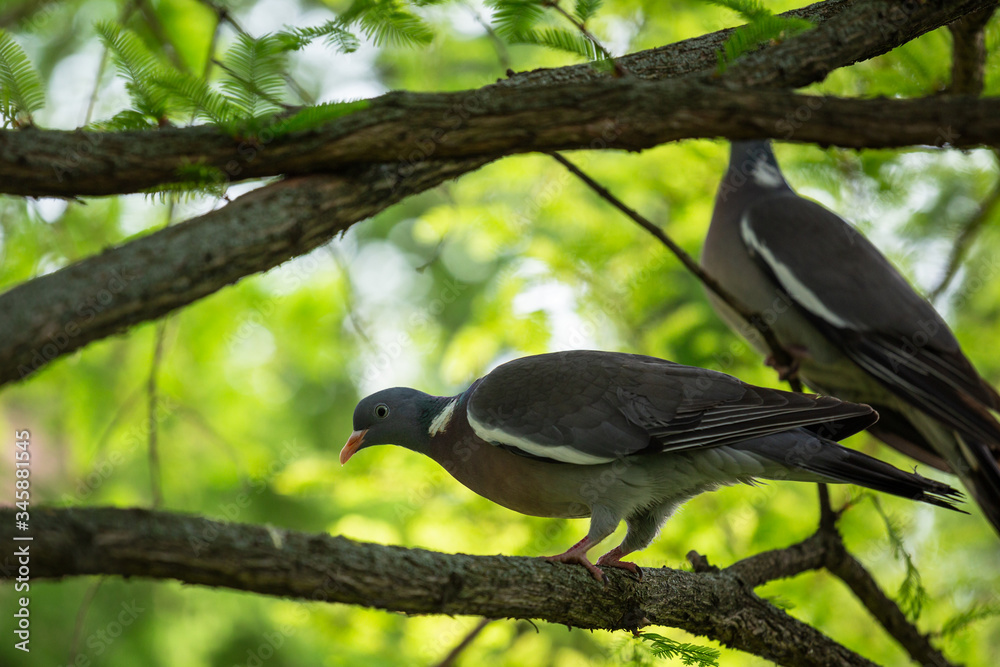 Two common wood pigeon (Columba palumbus) which is a large species in the dove and pigeon family are going to fight for territory. Kecskemét, Hungary Two common wood pigeon (Columba palumbus) which is a large species in the dove and pigeon family are going to fight for territory. Kecskemét, Hungary