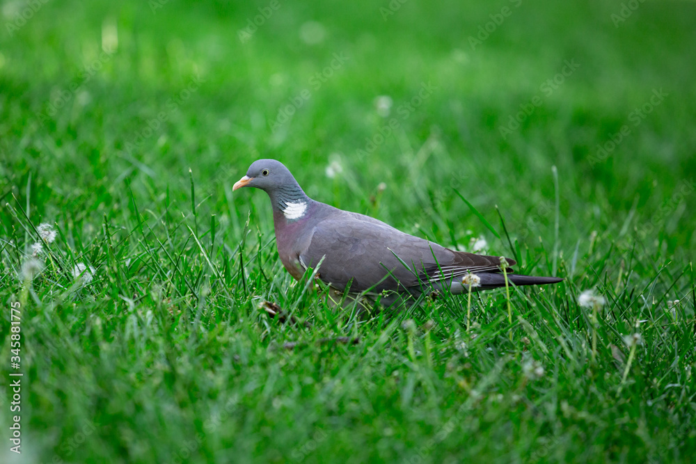 The common wood pigeon (Columba palumbus) is a large species in the dove and pigeon family. It is walking in a grass. Kecskemét, Hungary The common wood pigeon (Columba palumbus) is a large species in the dove and pigeon family. It is walking in a grass. Kecskemét, Hungary