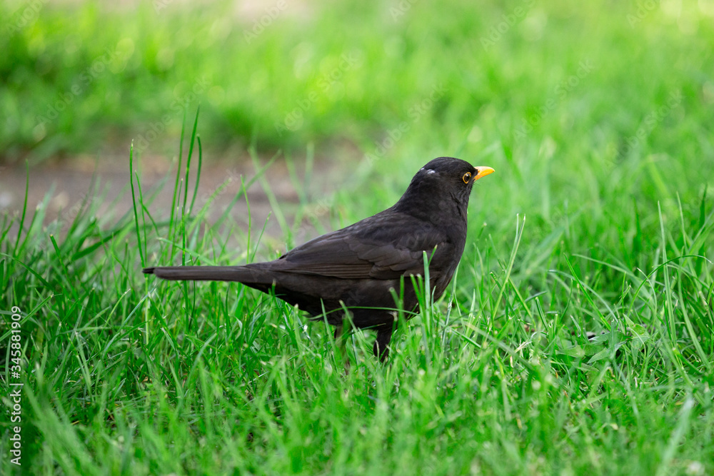 A young, common blackbird/Eurasian blackbird hunting in green meadow A young, common blackbird/Eurasian blackbird hunting in green meadow