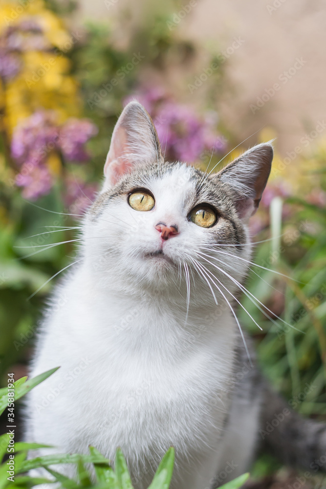 White and gray tabby adorable cat portrait
