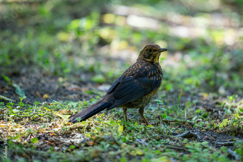 A young, common blackbird/Eurasian blackbird hunting in green meadow © Gabriel