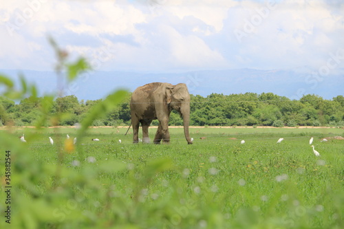 Photography herd of elephants