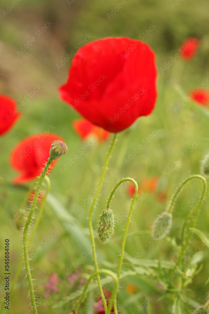 Fototapeta premium Wild poppies, a vertical picture