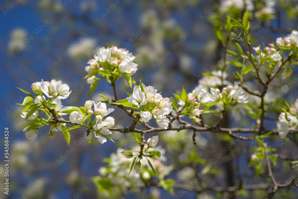 Branch of blooming pear tree against a blurred background Branch of blooming pear tree against a blurred background