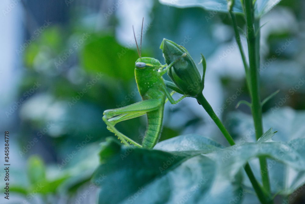 Obraz premium green peas on a stalk