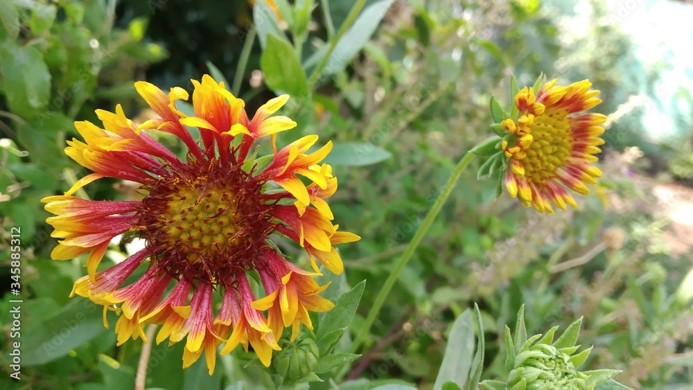 bee on a flower bee on a flower