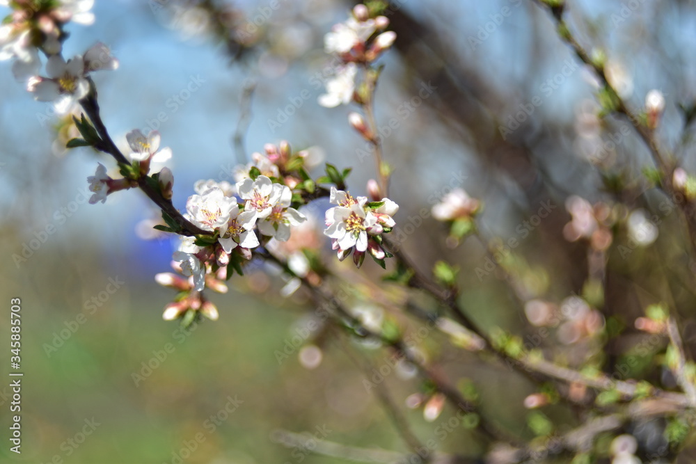 Japanese cherry blossom in the garden in spring