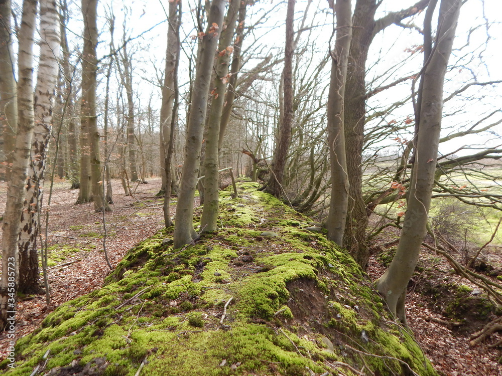 Fototapeta premium path in the forest