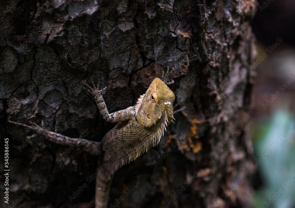 THE GARDEN LIZARD
The garden lizard was hiding in the barks of tree to not to get noticed by the prey. While me and my camera was able to differentiate the lizard and the tree. THE GARDEN LIZARD
The garden lizard was hiding in the barks of tree to not to get noticed by the prey. While me and my camera was able to differentiate the lizard and the tree.