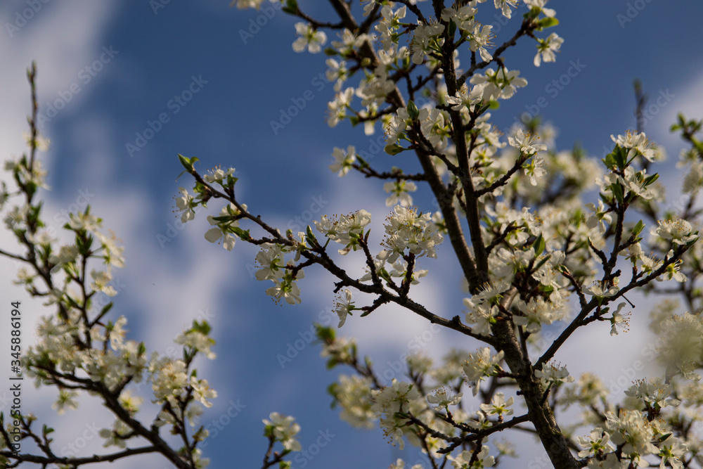 Beautiful Apple buds close-up on a blurry background. Blooming branch of an Apple tree with flowers. Spring garden. Blurred background. Beautiful Apple buds close-up on a blurry background. Blooming branch of an Apple tree with flowers. Spring garden. Blurred background.