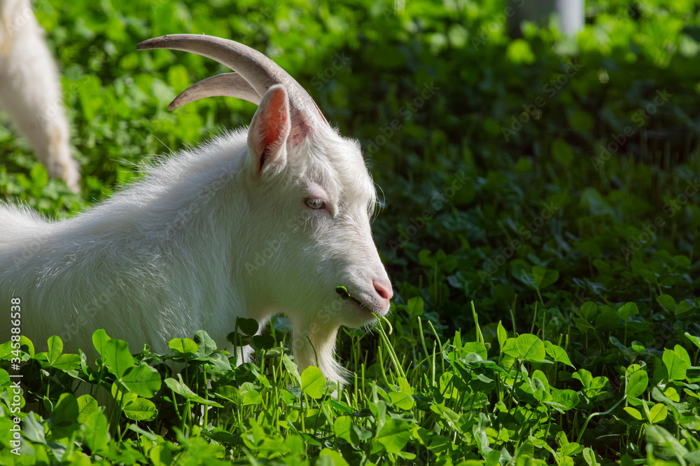 Obraz premium のんびり暮らすヤギ