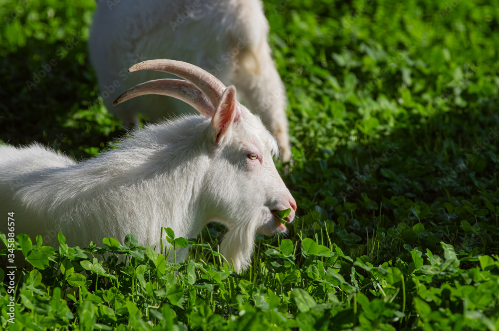 Obraz premium のんびり暮らすヤギ