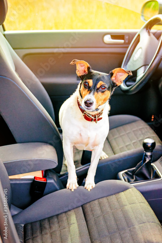 Ratonero Bodeguero Andaluz dog left alone in the car. Danger of pet overheating. The danger of leaving a dog alone in a car © meriluxa
