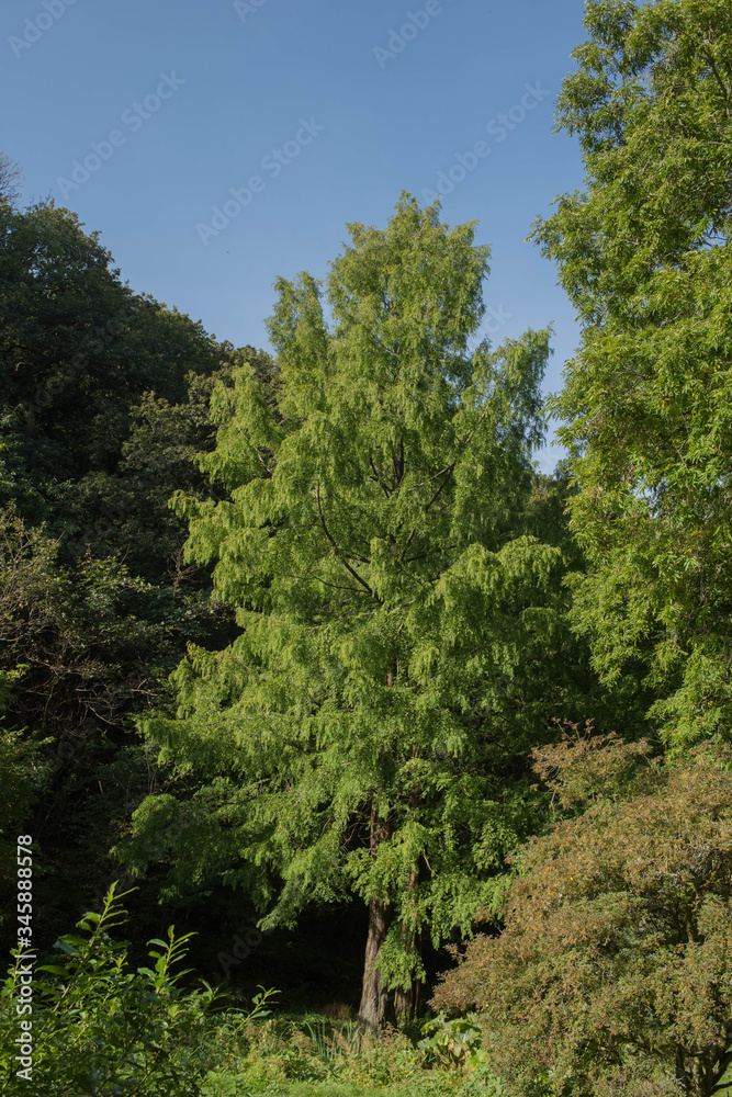 Green Foliage of the Deciduous Coniferous Dawn Redwood Tree (Metasequoia glyptostroboides) Growing in a Garden in Rural Devon, England, UK