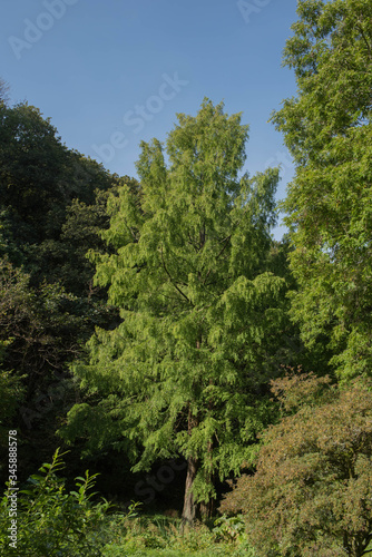 Green Foliage of the Deciduous Coniferous Dawn Redwood Tree (Metasequoia glyptostroboides) Growing in a Garden in Rural Devon, England, UK © Peter