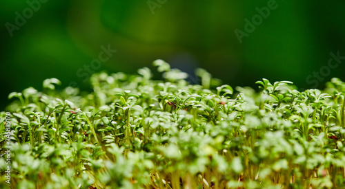 Growing fresh micro greens, raw sprouts in greenhouse home conditions. The concept of a healthy lifestyle and diet. Microgreen are young vegetable green or sprouts, superfood, eco food. Macro shoot