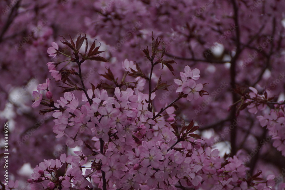 Kirschblüte