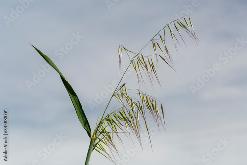 Avena fatua. Tallo de avena silvestre con espiguillas colgantes. Gramíneas. photo