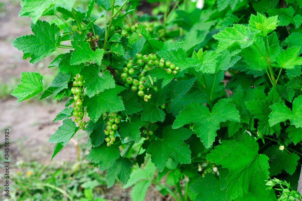 Green currant berries Green currant berries
