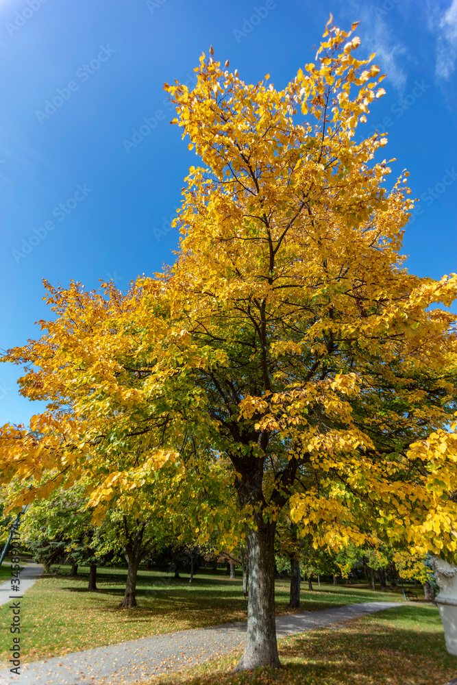 Fototapeta premium big autumn trees in the park 