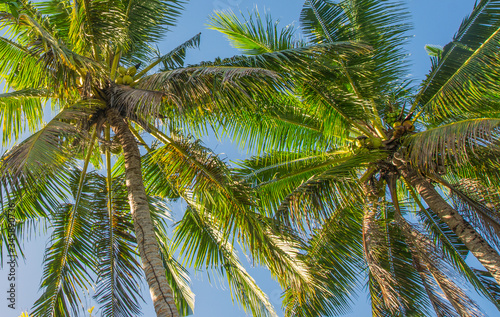 Palma trees on island