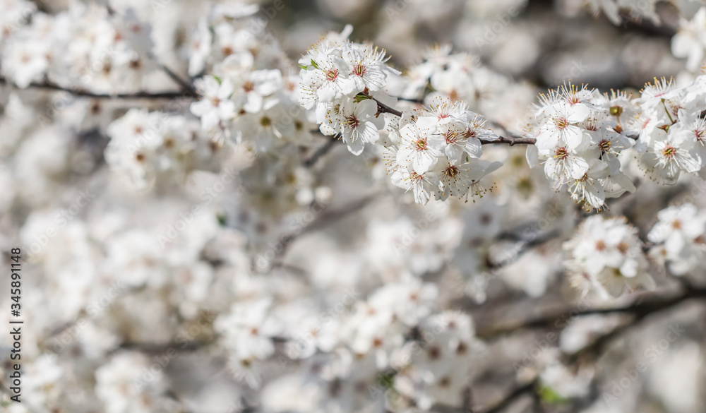 Cherry blossoms in spring. Beautiful white flowers Cherry blossoms in spring. Beautiful white flowers