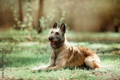 Beautiful dog Belgian Shepherd Lakenua breed in a spring forest