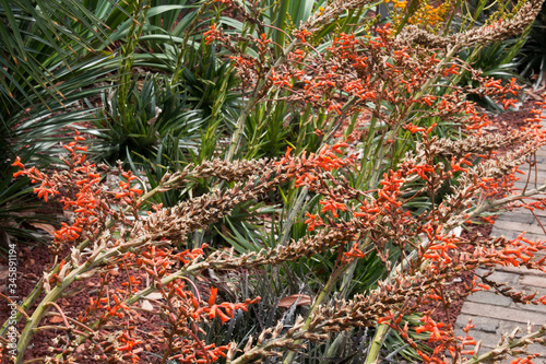 Sydney Australia, mass planting of flowering dyckia encholirioides in garden photo