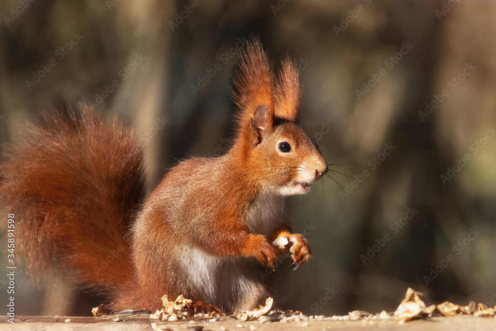 Happy red squirrel eating nuts in the forest