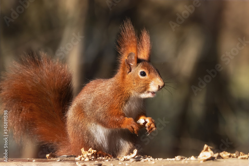 Happy red squirrel eating nuts in the forest