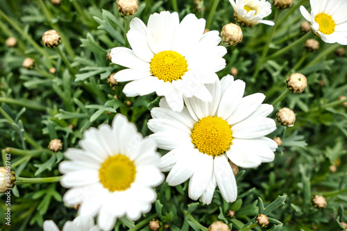 white daisies in a garden