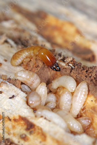 Yellownecked dry-wood termite (Kalotermes flavicollis), a serious pest in Mediterranean countries © Marco Uliana