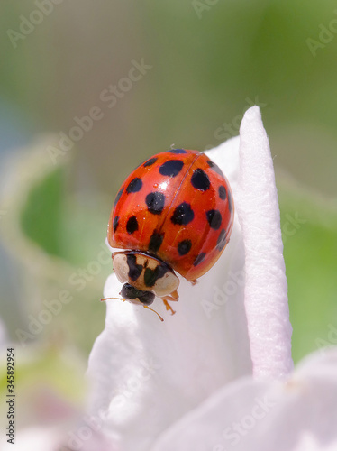 Harlequin or Asian ladybeetle (Harmonia axyridis), an asiatic species now invasive in many parts of the world photo