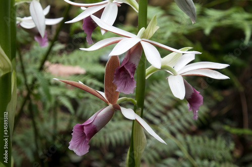 Sydney Australia, flowers of a phaius tankervilleae var. australis or lesser swamp orchid photo