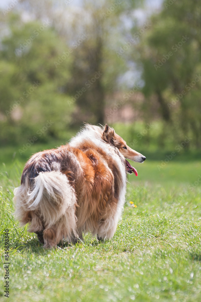 Beautiful long haired fluffy rough collie standing