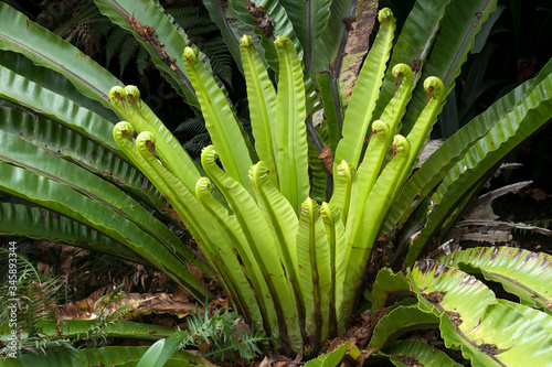 Sydney Australia, new growth of a asplenium australasicum or bird's nest fern in sunlight