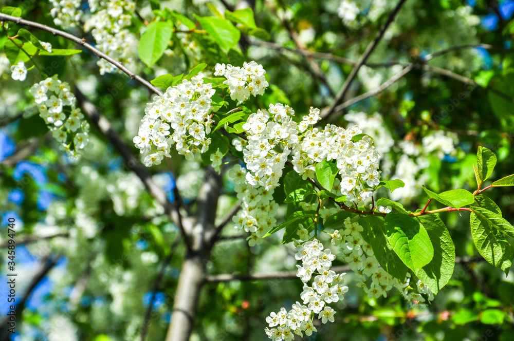 Delicate white blooming bunches of bird-cherry tree with bright green leaves around.