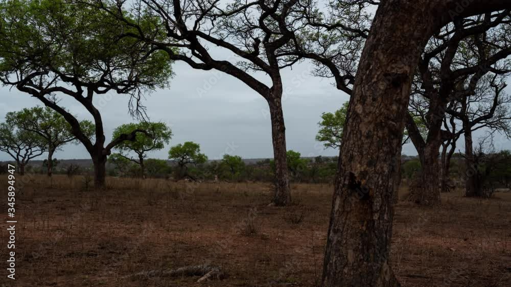 Early morning linear timelapse of Marula trees (Sclerocarya birrea) in dry bushveld Savannah landscape, spring season on cloudy overcast morning, first green leaves on trees. Early morning linear timelapse of Marula trees (Sclerocarya birrea) in dry bushveld Savannah landscape, spring season on cloudy overcast morning, first green leaves on trees.