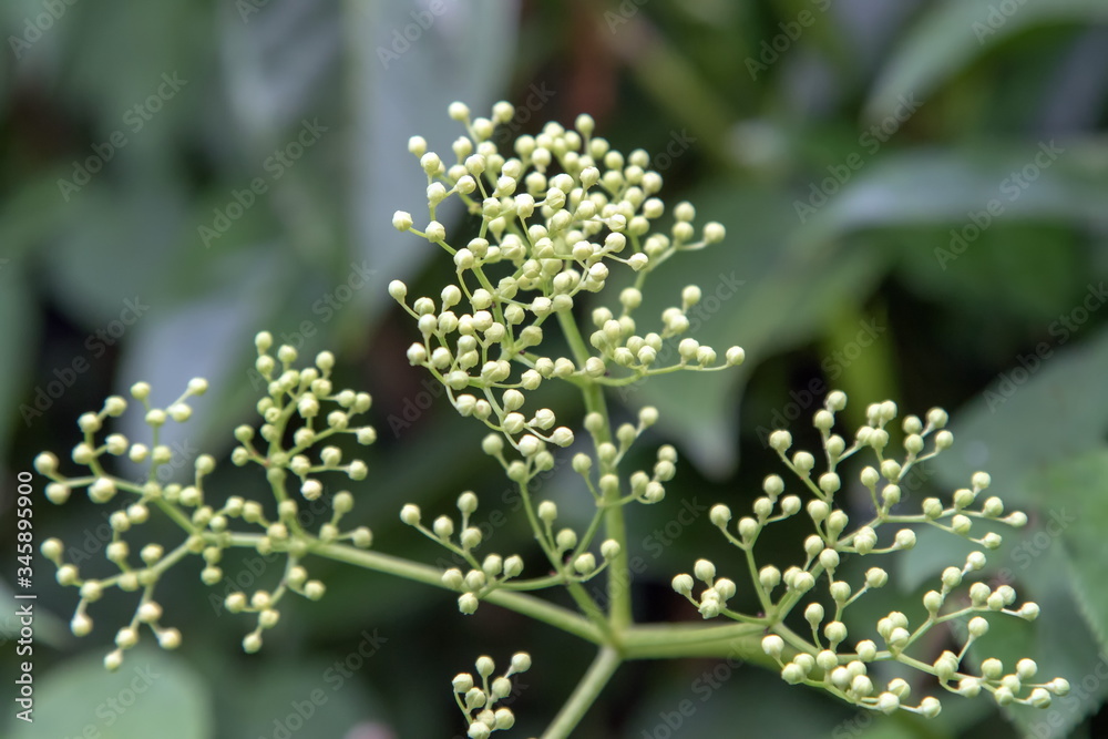 Sambucus chinensis Wikispecie Blume Sambucus chinensis Wikispecie Blume