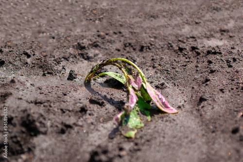 Rain flooded tomato seedlings.