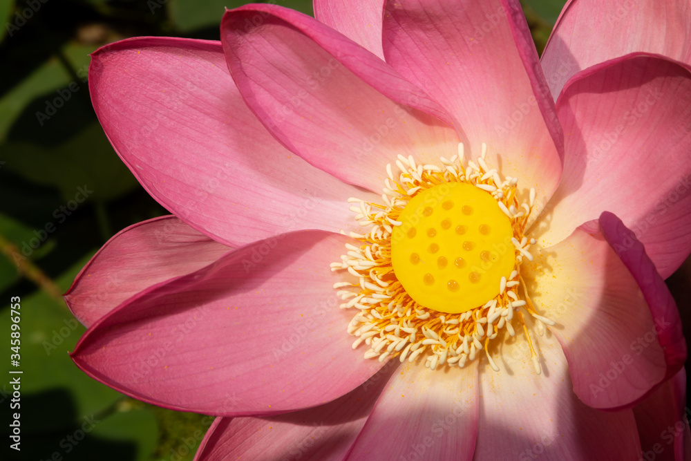 Pink flower lotus macro with yellow seed vessel Pink flower lotus macro with yellow seed vessel