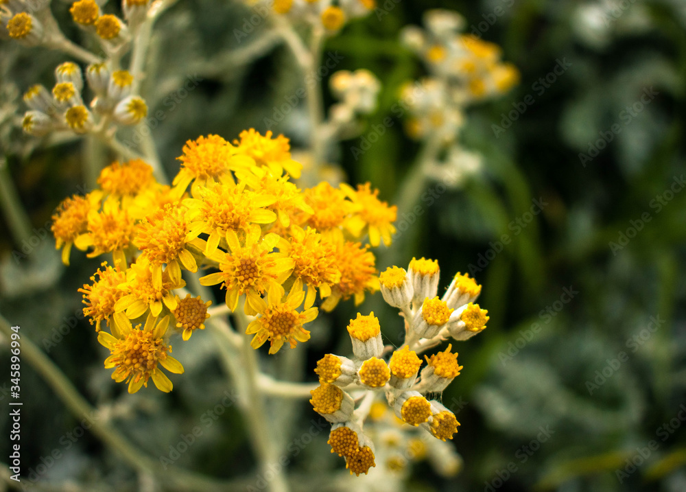 Yellow and white flowers closeup green background Yellow and white flowers closeup green background